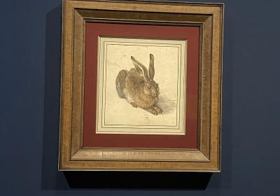 Durer Hase In Der Albertina