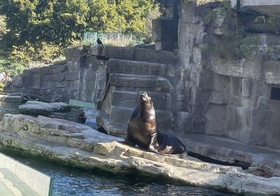 Mahnenrobbe Im Tiergarten Schonbrunn